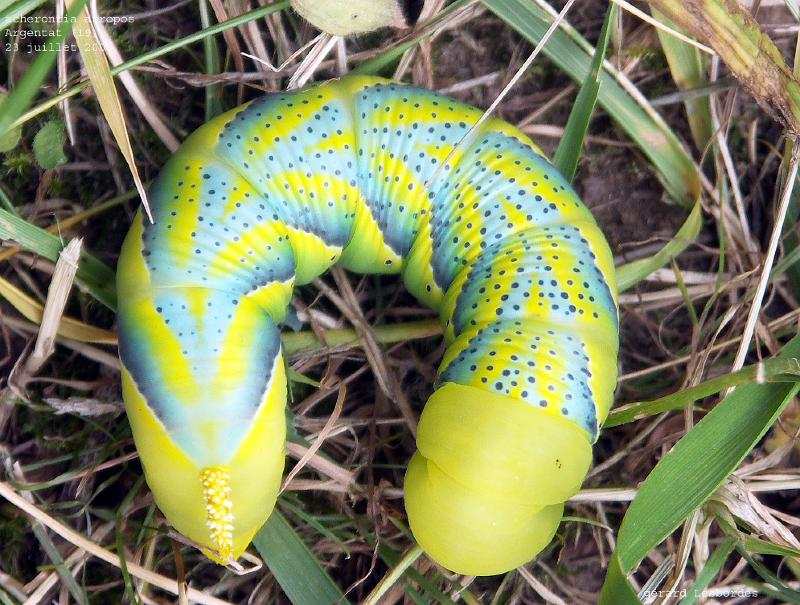 atropos 7.jpg